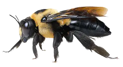 Carpenter Bee