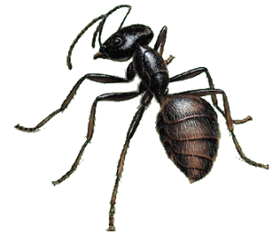 Carpenter Ant