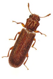 Powder Post Beetle