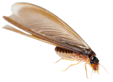 Termite Swarmer